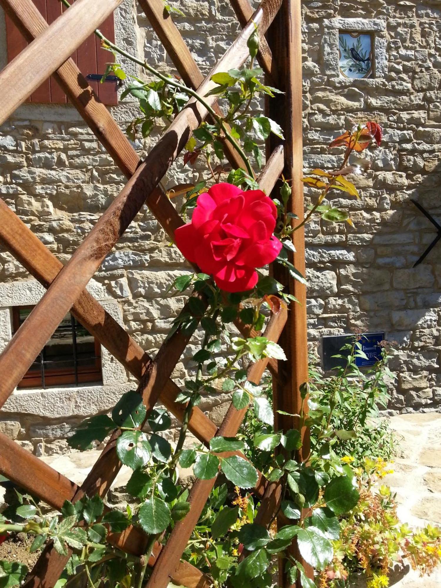 Al Merlo Olivo, Rural Istrian House Buje Luaran gambar