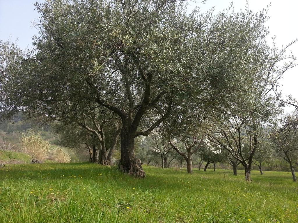 Al Merlo Olivo, Rural Istrian House Buje Luaran gambar